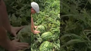 Арбуз ТЮРК F1 в поле