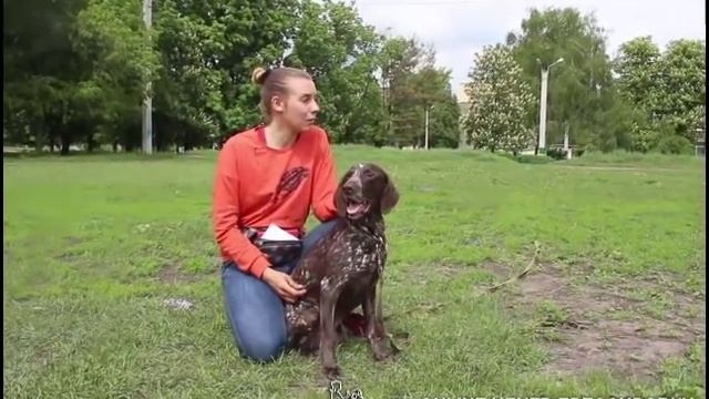 Как за 3 минуты стать лидером для своей собаки? смотреть онлайн