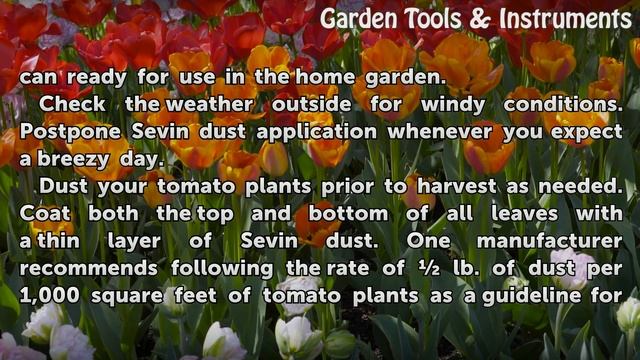 How to Use Sevin Dust on Tomato Plants смотреть онлайн