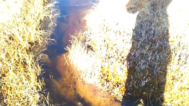 ручей на болоте.mp4