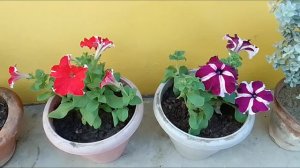 3 easy steps to get 1000 flowers in petunia plant.