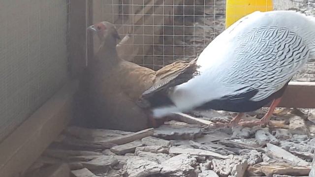 Срібний фазан серебряный kiściec srebrzysty silver pheasant Lophura nycthemera смотреть онлайн