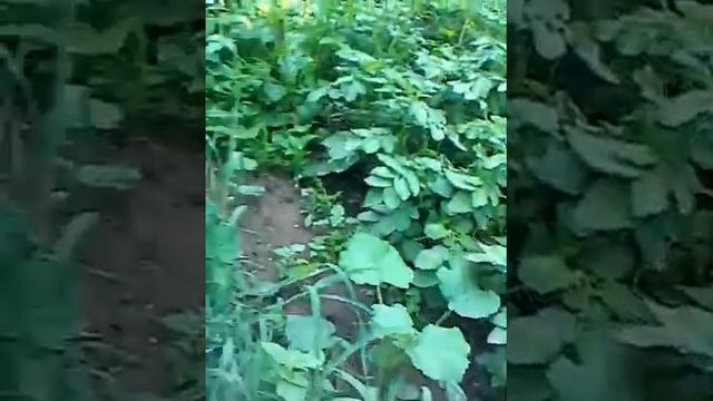 Избавление от колорадского жука смотреть онлайн