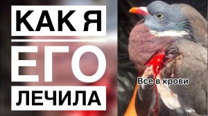 ВЕСЬ В К₽@ВИ голубь, был выкинут из машиныЯ подобрала и что было дальше...