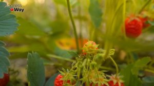 ПОСЕЙТЕ ПО КЛУБНИКЕ ЭТОТ СИДЕРАТ! Урожай будет историческим!