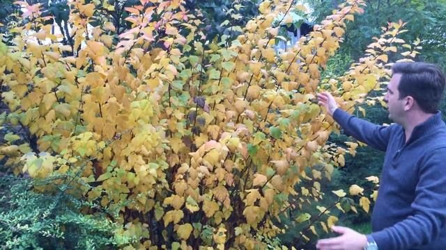 Bangitalevelű Hólyagvessző - Physocarpus opulifolius őszi lombszíne смотреть онлайн