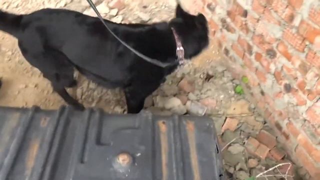 СЛУЖЕБНЫЕ СОБАКИ. КТО СЛУЖИТ В ПОЛИЦИИ РФ?