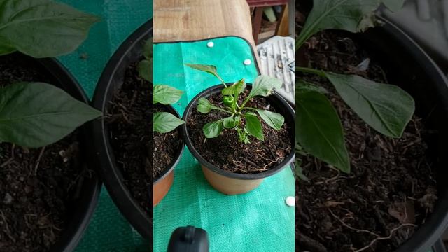 #short. mini plantas de pimiento