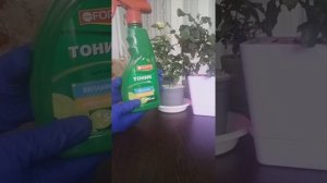 Как спасти розу Кордана из магнита. Два месяца спустя.