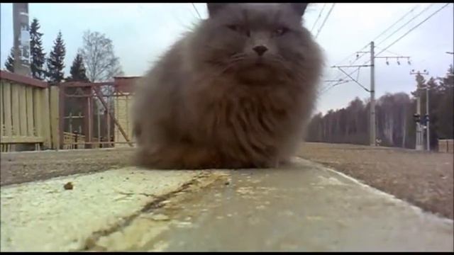 Котик на платформе Ямуга ОКТ ЖД