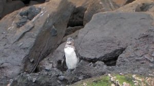 Галапагосские острова (Galapagos Islands)