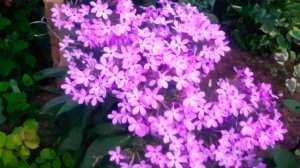 Флоксы: Следы, Наяда, Летний дождик, Гжель, Адесса Вайт, Катерина, клематик прямой, роза ч/г Ла Бел