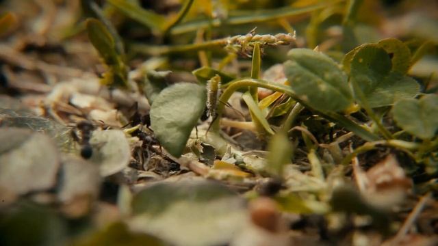 ПОЛЕЗНЫЕ НАСЕКОМЫЕ ДЛЯ ЧЕЛОВЕКА смотреть онлайн