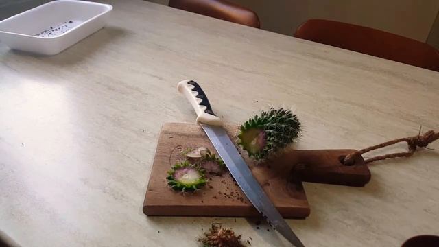 Как переукоренить кактус Mammillaria. Наращиваем новые корни.