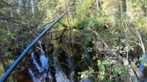 По болотным речкам в поисках больших хариусов.Часть вторая.