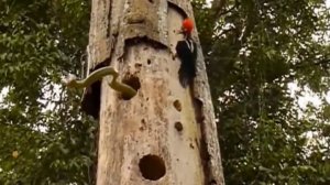 Дятел и змея