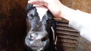 ОСЛИКИ ГРЯДКА КАКОЙ УЖЕ ТЕЛЁНОК КОРОВА