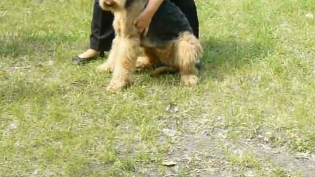 суки,класс победителей. смотреть онлайн