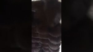 Жилетка из песца