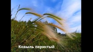 Мир, окружающий нас:  животные и растения Рязанской  области