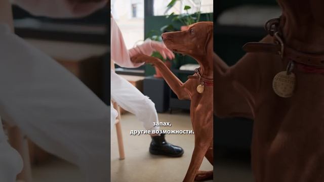 Зачем учить собачий язык? Как общаются собаки #shorts смотреть онлайн