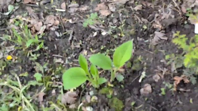 Мой сад в начале июня/ Рододендроны смотреть онлайн