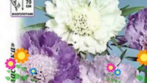 Скабиоза обыкновенная (Загадка). Краткий обзор, описание характеристик, где купить семена