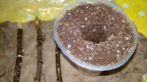 Выращивание саженцев инжира из черенков