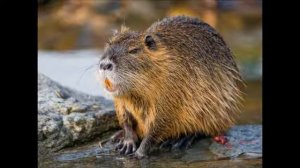 Голос Нутрии.