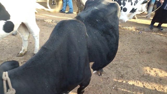 YANGIYOʻL MOL BOZORIDA BUGʻOZ SIGIRLAR🐄🐄🐄🐄💯👍