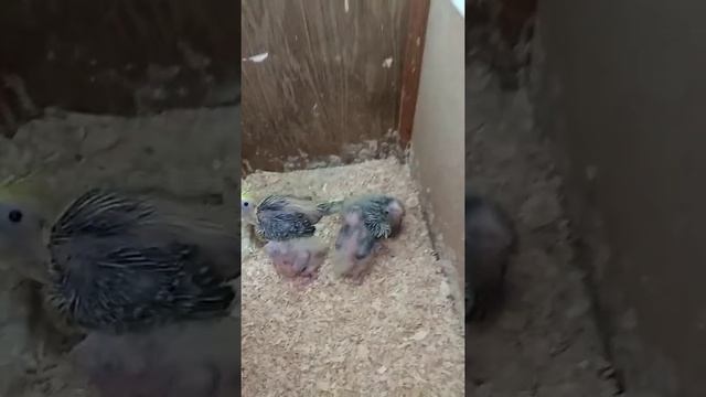 #harizma_ptichka
Подстилка для домика попугаев смотреть онлайн