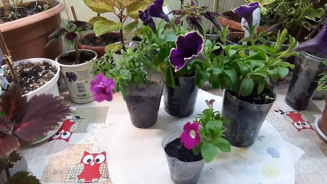 🌺Черенки зацвели🌺Калибрахоа🌺Петуния🌺 смотреть онлайн