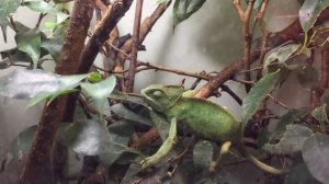 Хамелеон и агама