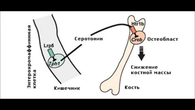 Серотонин