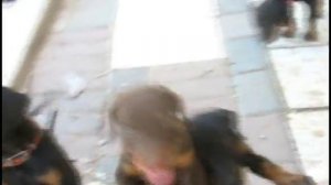 Doberman Pinscher 6 weeks old puppies 2013