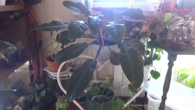 Цветы в моем доме. Какие комнатные растения живут в моей спальне. смотреть онлайн