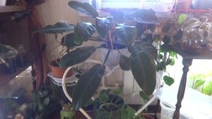 Цветы в моем доме. Какие комнатные растения живут в моей спальне.