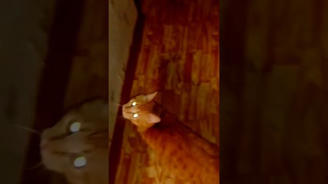 8 августа 2017 г. смотреть онлайн