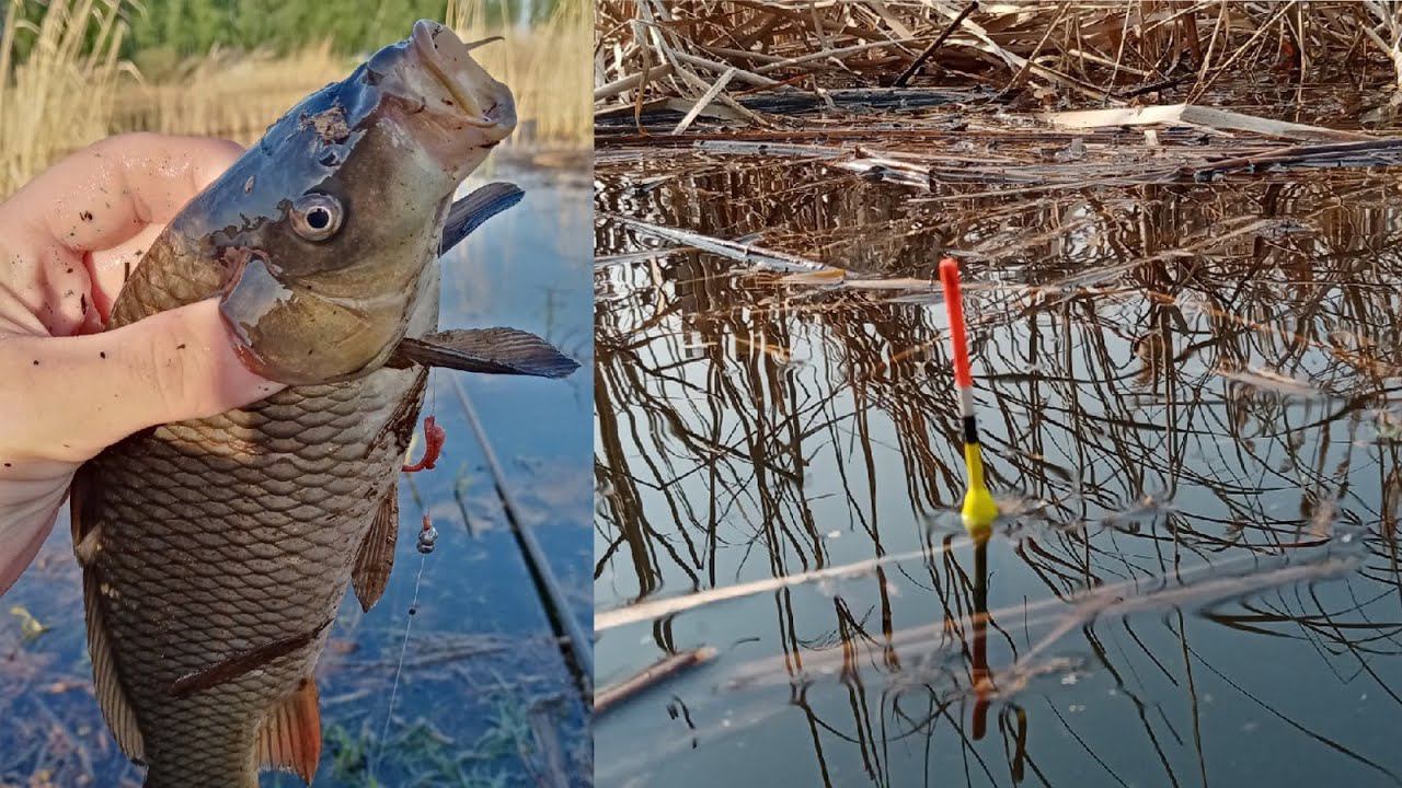 КАК ИЗ ПУЛЕМЁТА КАРАСЬ НА ПОПЛАВОК | ЛЕТНЯЯ РЫБАЛКА НА РЕКЕ| УБРАЛ МУСОР ЗА "СВИНЬЯМИ" смотреть онлайн