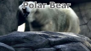 Learn Sea Animals and Wild Zoo Animals Names | Learning Video For Kids