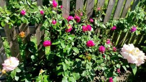 Про пион Карл Розенфельд.