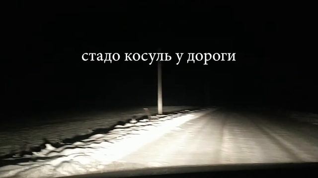 Стадо косуль ночью у дороги. смотреть онлайн