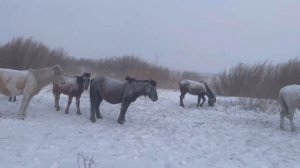 Боран! Қарға батасың! Снег по поясу