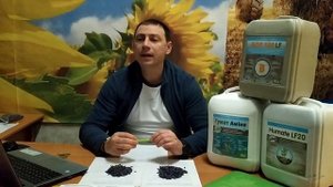 Подсолнечник Гранд Адмирал под Гранстар. Гибрид устойчив к семи расам заразихи A-G. 37ц/га, олия 52