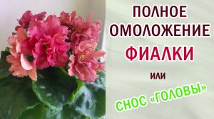 Полное омоложение фиалки. Снос верхушки или снос "башки". Корни  отрастают. #фиалки #сенполии