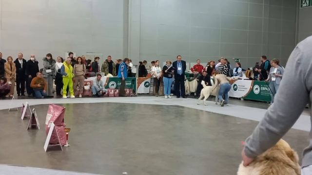 Бугай Алабай. Евразия 2023. Москва. Всемирная выставка собак породы САО. смотреть онлайн