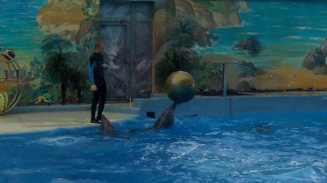 Сочи.Дельфинарий.Шоу дельфинов.Лето смотреть онлайн