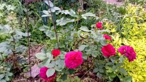 Роза Дарси Бассел(Darcey Bussell)  в моём Подгорном Саду.