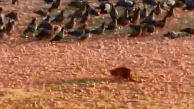 Коты воители в реале смотреть онлайн