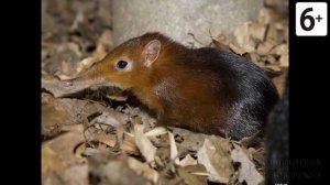 Удивительные соседи. Хоботковая собачка